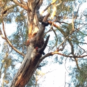 Callocephalon fimbriatum at Hughes, ACT - suppressed