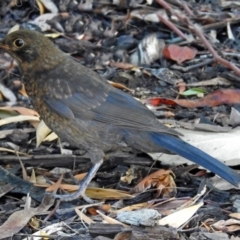 Turdus merula (Eurasian Blackbird) at Molonglo Valley, ACT - 28 Jan 2018 by RodDeb