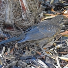 Turdus merula at Molonglo Valley, ACT - 29 Jan 2018