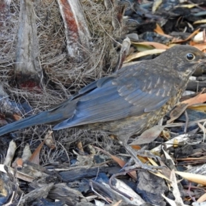 Turdus merula at Molonglo Valley, ACT - 29 Jan 2018