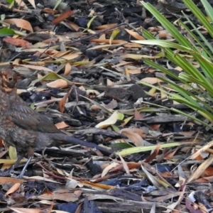 Turdus merula at Molonglo Valley, ACT - 29 Jan 2018