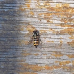 Melangyna viridiceps (Hover fly) at Molonglo Valley, ACT - 28 Jan 2018 by RodDeb