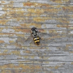 Melangyna viridiceps at Molonglo Valley, ACT - 29 Jan 2018