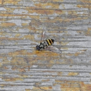 Melangyna viridiceps at Molonglo Valley, ACT - 29 Jan 2018