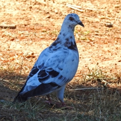 Columba livia (Rock Dove (Feral Pigeon)) at Molonglo Valley, ACT - 29 Jan 2018 by RodDeb