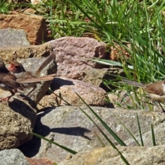 Malurus cyaneus (Superb Fairywren) at Molonglo Valley, ACT - 29 Jan 2018 by RodDeb