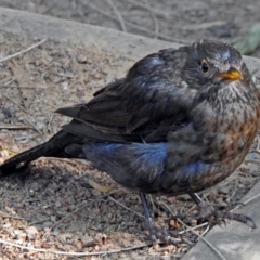 Turdus merula (Eurasian Blackbird) at Yarralumla, ACT - 28 Jan 2018 by RodDeb