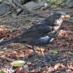 Turdus merula at Yarralumla, ACT - 29 Jan 2018