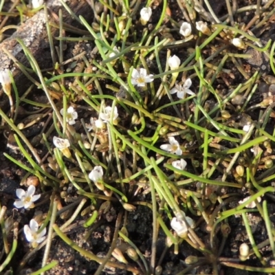 Limosella australis (Austral Mudwort) at Molonglo Valley, ACT - 26 Jan 2018 by michaelb