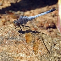 Orthetrum caledonicum (Blue Skimmer) at Molonglo Valley, ACT - 29 Jan 2018 by RodDeb