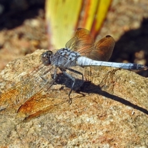 Orthetrum caledonicum at Molonglo Valley, ACT - 29 Jan 2018