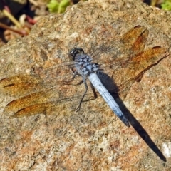 Orthetrum caledonicum at Molonglo Valley, ACT - 29 Jan 2018 09:56 AM