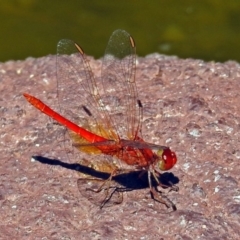 Diplacodes haematodes at Molonglo Valley, ACT - 29 Jan 2018