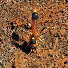 Sceliphron laetum (Common mud dauber wasp) at National Zoo and Aquarium - 28 Jan 2018 by RodDeb