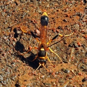 Sceliphron laetum at Molonglo Valley, ACT - 29 Jan 2018 09:18 AM