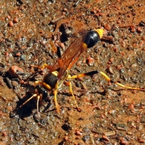 Sceliphron laetum at Molonglo Valley, ACT - 29 Jan 2018 09:18 AM