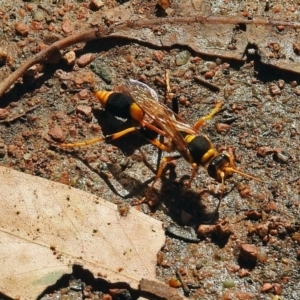 Sceliphron laetum at Molonglo Valley, ACT - 29 Jan 2018