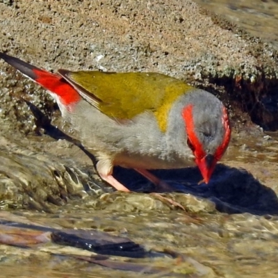 Neochmia temporalis (Red-browed Finch) at Molonglo Valley, ACT - 29 Jan 2018 by RodDeb