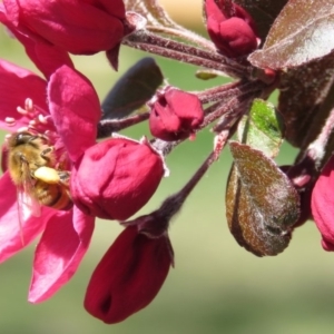 Apis mellifera at Macarthur, ACT - 27 Sep 2015 11:36 AM