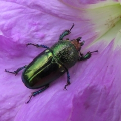 Lamprima aurata (Golden stag beetle) at Macarthur, ACT - 14 Dec 2016 by RodDeb