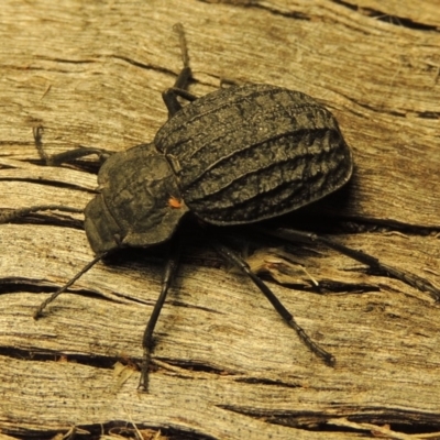 Nyctozoilus reticulatus (Darkling beetle) at Pine Island to Point Hut - 7 Jan 2018 by michaelb