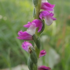 Spiranthes australis (Austral Ladies Tresses) at Tuggeranong Hill - 6 Jan 2016 by michaelb