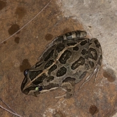 Limnodynastes tasmaniensis (Spotted Grass Frog) at Illilanga & Baroona - 23 Jan 2018 by Illilanga