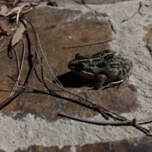 Limnodynastes tasmaniensis at Illilanga & Baroona - 23 Jan 2018