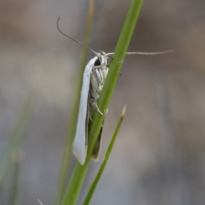 Philobota productella at Michelago, NSW - 15 Nov 2017 03:52 PM