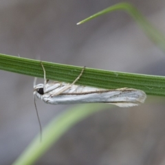 Philobota productella at Michelago, NSW - 15 Nov 2017