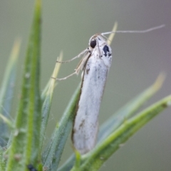 Philobota productella at Michelago, NSW - 15 Nov 2017