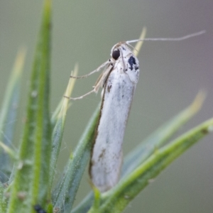 Philobota productella at Michelago, NSW - 15 Nov 2017 03:52 PM