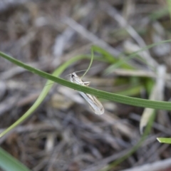 Philobota productella at Michelago, NSW - 15 Nov 2017 03:52 PM