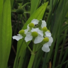 Sagittaria platyphylla (Sagittaria) at Weston Creek, ACT - 26 Jan 2018 by michaelb