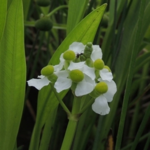 Sagittaria platyphylla at Molonglo, ACT - 26 Jan 2018 06:50 PM