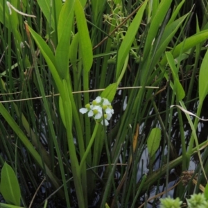 Sagittaria platyphylla at Molonglo, ACT - 26 Jan 2018 06:50 PM