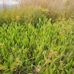 Sagittaria platyphylla at Molonglo, ACT - 26 Jan 2018 06:50 PM