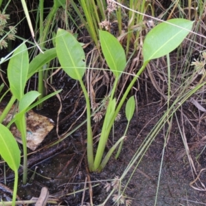 Sagittaria platyphylla at Molonglo, ACT - 26 Jan 2018