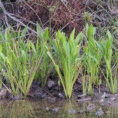 Sagittaria platyphylla (Sagittaria) at Molonglo River Reserve - 26 Jan 2018 by michaelb