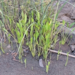 Sagittaria platyphylla at Coombs, ACT - 26 Jan 2018