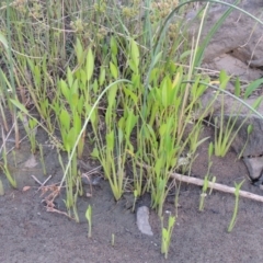 Sagittaria platyphylla at Molonglo River Reserve - 26 Jan 2018