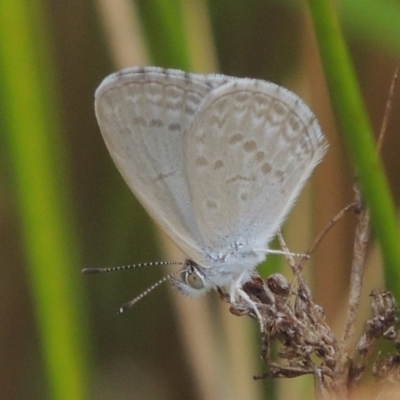 Zizina otis (Common Grass-Blue) at Weston Creek, ACT - 26 Jan 2018 by MichaelBedingfield
