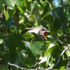 Anthochaera carunculata at Aranda, ACT - 25 Jan 2015