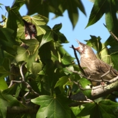 Anthochaera carunculata at Aranda, ACT - 25 Jan 2015