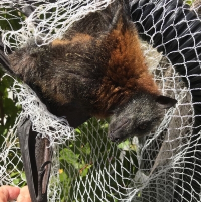 Pteropus poliocephalus (Grey-headed Flying-fox) at Bywong, NSW - 16 Jan 2018 by colinbrammall