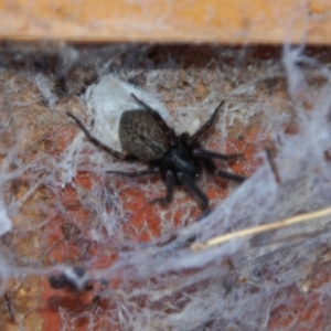 Badumna insignis at Aranda, ACT - 31 Dec 2014