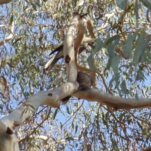 Strepera versicolor at Belconnen, ACT - 7 Jan 2015