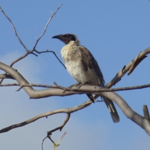 Philemon corniculatus at Belconnen, ACT - 7 Jan 2015 08:38 AM