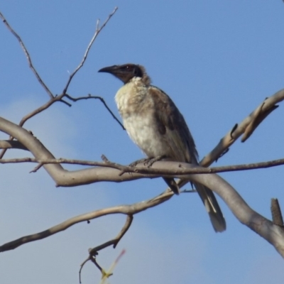 Philemon corniculatus (Noisy Friarbird) at Aranda Bushland - 6 Jan 2015 by KMcCue