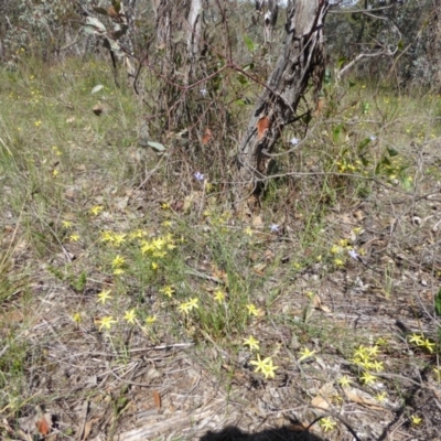 Tricoryne elatior (Yellow Rush Lily) at Hughes, ACT - 11 Dec 2017 by JackyF